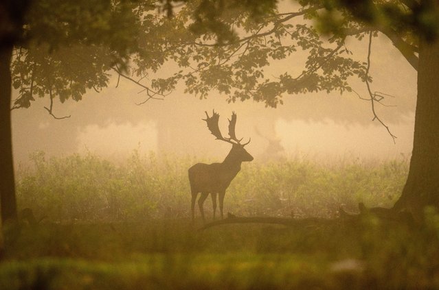 A deer forages in Dunham Massey as low temperatures bring on an early morning fog on October 13, 2022 in Altrincham, England. Cooler weather has arrived in many parts of the UK with autumnal hues beginning to colour the landscape. (Photo by Christopher Furlong/Getty Images)