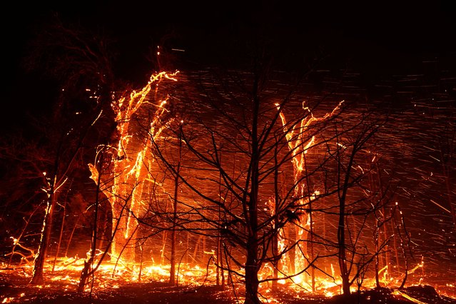 Fire burns trees during a wildfire outbreak in Stillwater, Oklahoma, on March 14, 2025. (Photo by Nick Oxford/Reuters)