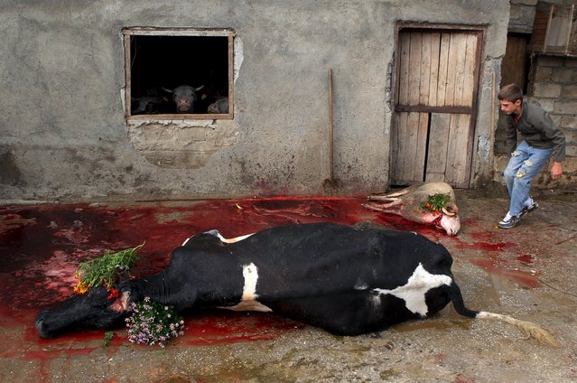A youth stands near a cow and a sheep that were sacrified in the village of Miratovc for the celebration of Eid-al-Adha, near the town of Presevo, southern Serbia September 24, 2015. (Photo by Hazir Reka/Reuters)