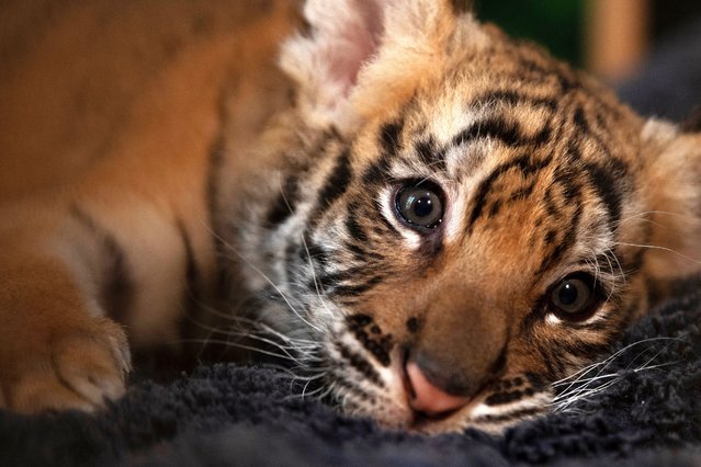 A picture taken on February 17, 2024 shows a Bengal Tiger cub born in captivity at the “Reserva La Pequena Africa” in Jimena de la Frontera, near Cadiz. The baby bengal tiger was born on December 29, 2023. Tigers are classified as endangered on the Red List of threatened species prepared by the IUCN (International Union for Conservation of Nature). Of the nine subspecies that existed, only six remain today: the Bengal tiger, the Amur tiger, the South China tiger, the Sumatran tiger, the Indochina tiger and the Malayan tiger. (Photo by Jorge Guerrero/AFP Photo)
