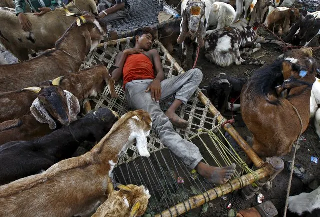 A trader sleeps amid his goats at a livestock market on the eve of the Eid al-Adha festival in Kolkata, India, September 24, 2015. (Photo by Rupak De Chowdhuri/Reuters)