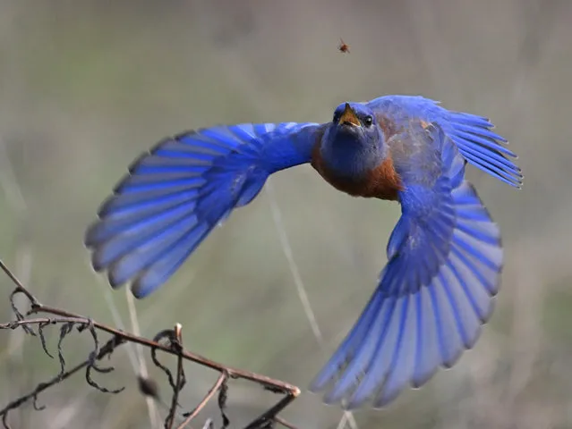 A male western bluebird makes an attempt to catch a flying insect in a pasture near Elkton in southwestern Oregon on December 11, 2022. During the summer western bluebirds eat mainly insects; in winter they switch to eating mostly fruits and seeds, supplemented with insects. (Photo nu Robin Loznak/Avalon)