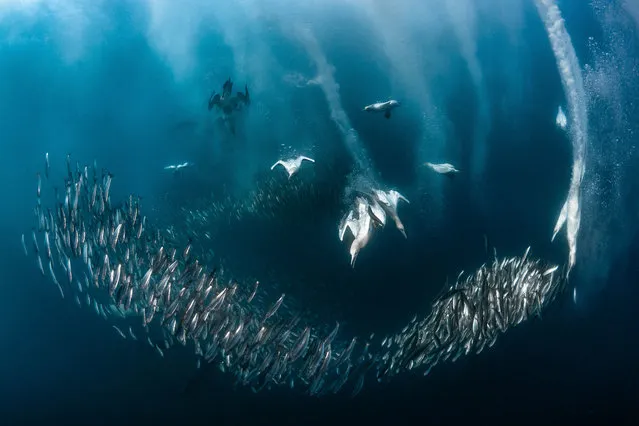 Bird behaviour silver winner. Feeding frenzy by Greg Lecoeur, France. (Photo by BPOTY/Cover Images)