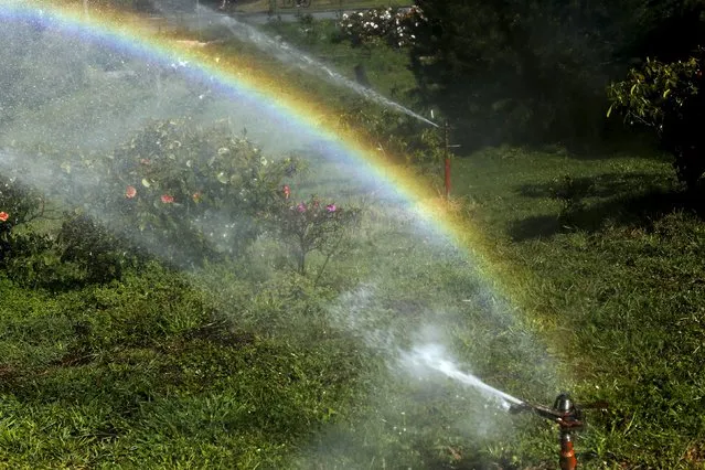 A rainbow forms near active sprinklers in Golden Gate Park in San Francisco, California April 6, 2015. (Photo by Robert Galbraith/Reuters)