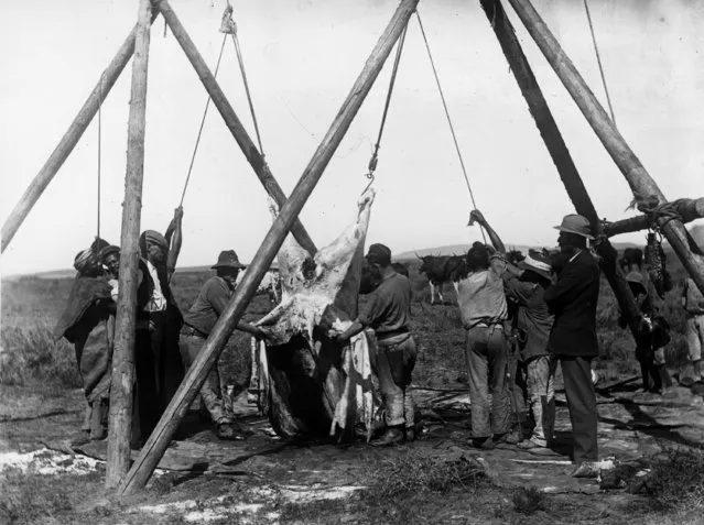 The slaughtering of animals for meat during the Boer War, 1900. (Photo by Topical Press Agency/Getty Images)