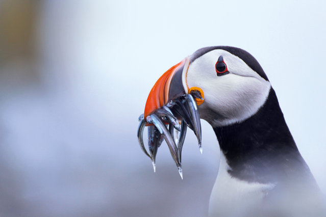 Young OPOTY: Alicia Hayden (UK) – Puffin, Isle of May, Scotland. The misty grey background and subtle yellow lichens were the perfect background for the beautiful colours of this puffin’s bright, breeding-season beak. I chose a close-up shot to show as much detail as possible, including the internal structure of the sand eels and the puffin’s bill. I waited behind a rock for the perfect moment to arise when this puffin returned to land. Due to the low light and misty conditions, I used a wide aperture to deliver a sharp yet atmospheric portrait. (Photo by Alicia Hayden/The Outdoor Photographer of the Year/The Guardian)