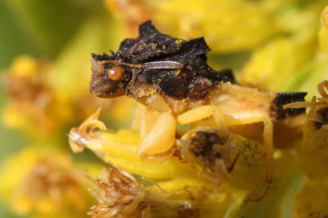 Jagged ambush bug (Phymata spp.) in Toronto, Ontario, Canada, on September 11, 2021. (Photo by Creative Touch Imaging Ltd/NurPhoto/Rex Features/Shutterstock)