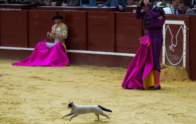 A cat is seen during a bullfight at the La Santamaria bullring in Bogota, Colombia, on January 28, 2018. (Photo by Raul Arboleda/AFP Photo)