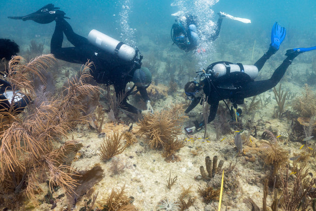 Divers on July 3, 2025 plant a crossbred coral species from Honduras to help Florida’s reefs become more resilient to climate change. (Photo by AP Photo/Stringer)