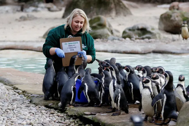 Penguins are counted during the Annual Stocktake at ZSL London Zoo in London, Britain February 7, 2018. (Photo by Tom Jacobs/Reuters)