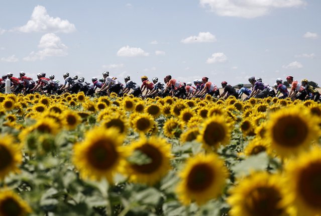 Cyclists raced from Chinon to Chateauroux during stage nine of the Tour de France, passing fields of sunflowers on July 13, 2025 in Chinon, France. (Photo by Benoit Tessier/Reuters)