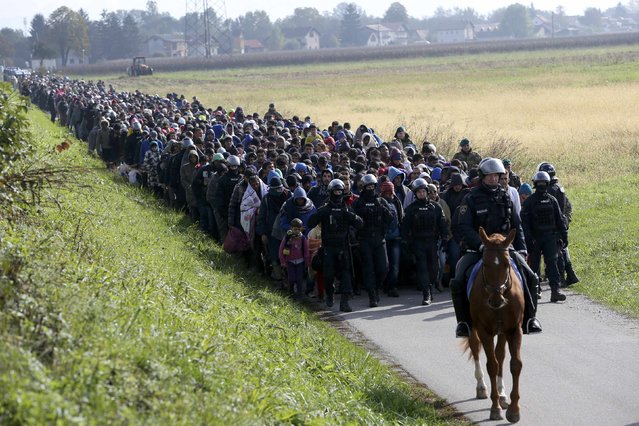 A mounted policeman leads a group of migrants near Dobova, Slovenia October 20, 2015. Slovenia's parliament is expected to approve changes to its laws later on Tuesday to enable the army to help police guard the border, as thousands of migrants flooded into the country from Croatia after Hungary sealed off its border. (Photo by Srdjan Zivulovic/Reuters)