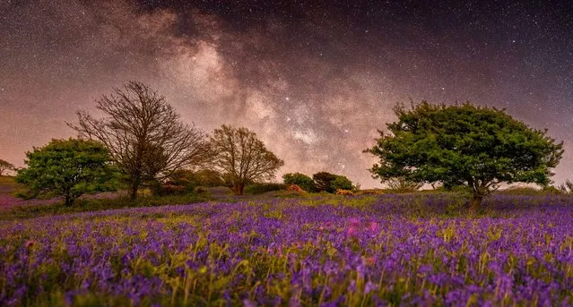 A beautiful field of bluebells lit up by the Milky Way on St Boniface Down – the highest point on the Isle of Wight, south coast of England on May 6, 2022. (Photo by Chad Powell/Animal News Agency)