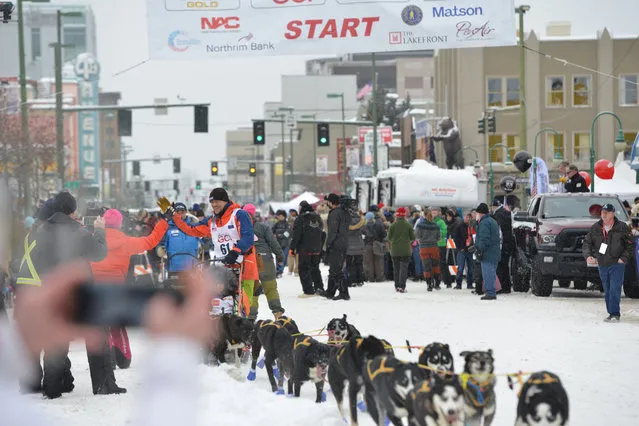 Lars Monsen greets the crowd as he races down 4th Avenue during the ceremonial start of the Iditarod race in Anchorage, Alaska, U.S. March 3, 2018. (Photo by Mark Meyer/Reuters)