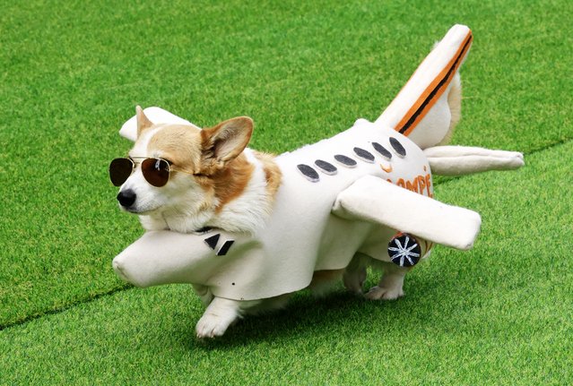 A corgi arrives for the costume contest as part of the Corgi Race Vilnius 2025 gathering in Vingis Park, Vilnius on August 23, 2025. For the fourth time, Vilnius hosts the two-day Corgi Race and costume contest inviting corgis from across Europe. (Photo by Petras Malukas/AFP Photo)