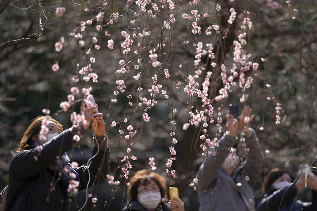 Visitors take pictures of plum blossoms at the Yushima Shinto shrine during the annual plum festival in Tokyo Wednesday, February 15, 2023. (Photo by Shuji Kajiyama/AP Photo)