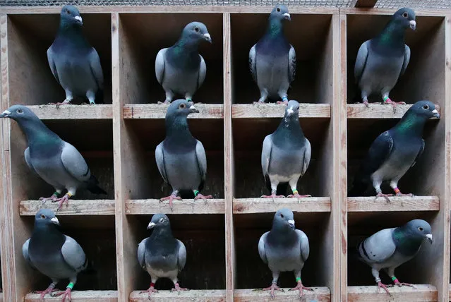 Pigeons are seen at Belgian auction house for racing pigeons Pipa in Knesselare, Belgium on November 12, 2020. (Photo by Yves Herman/Reuters)