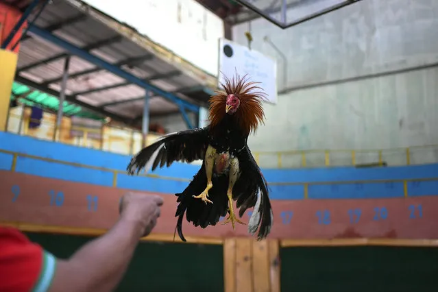 Angel Salamanca trains a rooster at the “Club Gallistico Caracas” cockfighting club in Caracas, Venezuela, Sunday, November 15, 2020. Cockfighting arenas and clubs have shut down since the start of the new coronavirus pandemic months ago, but owners have to keep incurring in the expense of upkeeping and training their birds in the hope that the fights might one day reopen. (Photo by Matias Delacroix/AP Photo)