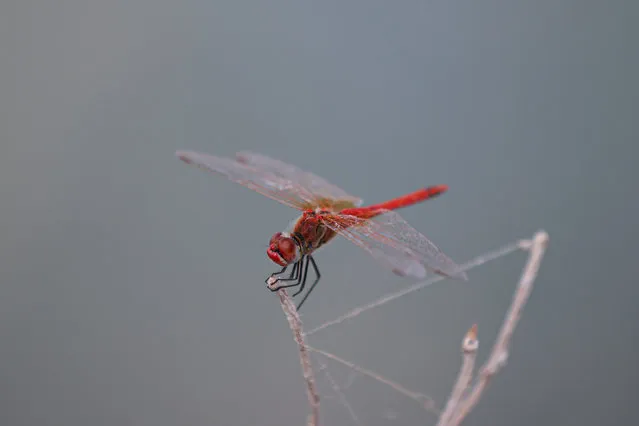 A general view of a red dragonfly perching on a tree branch in Ankara, Turkiye on September 03, 2022. (Photo by Osmancan Gurdogan/Anadolu Agency via Getty Images)