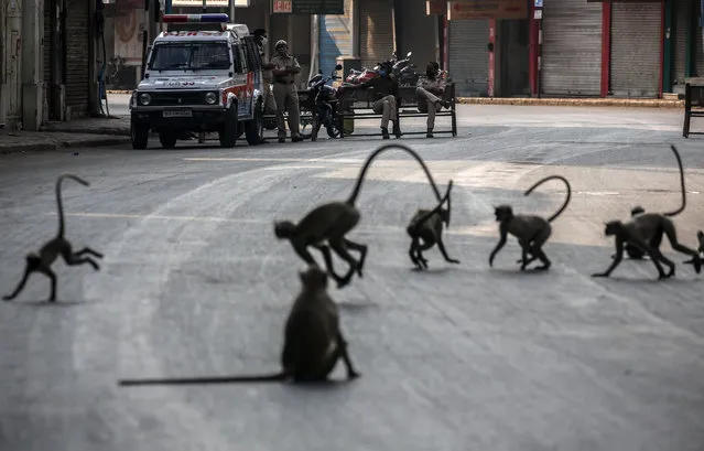 Indian policemen look at the monkeys roaming around in an empty street during the curfew in Ahmedabad, India, 21 November 2020. Gujarat government imposed 60 hours of curfew in Ahmedabad starting from 9pm on 20 November till 6am 23 November in an attempt to counter the spread of the SARS-CoV-2 coronavirus, which causes the COVID-19 disease. India has the second highest total of confirmed COVID-19 cases in world, as Indian tally cross nine million cases, only behind the United States. (Photo by Divyakant Solanki/EPA/EFE)