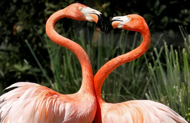 Pink flamingos frolic in their enclosure at the Madrid zoo in Madrid, Spain, April 18, 2018. (Photo by Paul Hanna/Reuters)