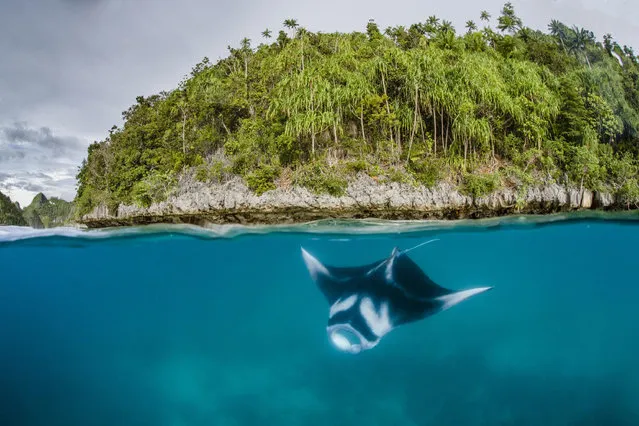 A manta ray swims in the waters of Raja Ampat in eastern Indonesia’s remote Papua province. The area has become home to the world’s biggest manta ray sanctuary as it seeks to protect the huge winged fish and draw more tourists to the sprawling archipelago. (Photo by Shawn Heinrichs/AFP Photo/Conservation international)