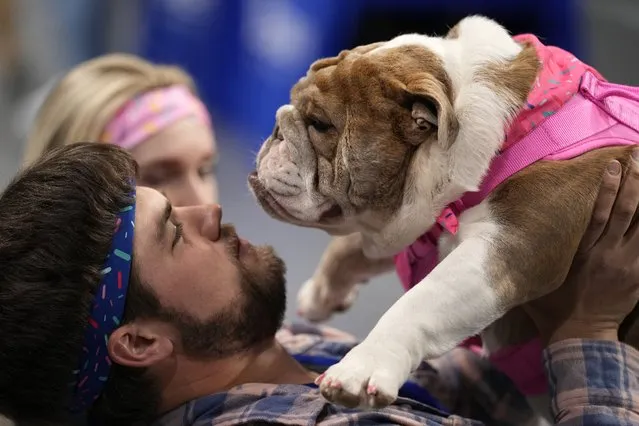 Connor Canova, of Des Moines, Iowa, holds his bulldog Georgie during the 44th annual Drake Relays Beautiful Bulldog Contest, Monday, April 24, 2023, in Des Moines, Iowa. The pageant kicks off the Drake Relays festivities at Drake University where a bulldog is the mascot. (Photo by Charlie Neibergall/AP Photo)
