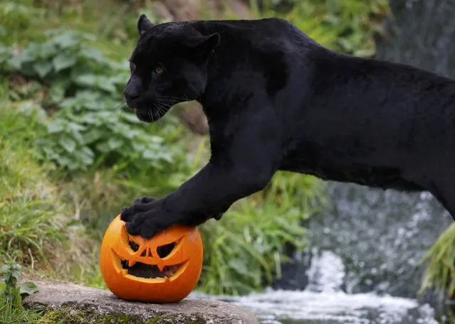 Goshi the black Jaguar stands on top of a carved Halloween pumpkin in its enclosure as part of the Enchantment event at Chester Zoo in Chester, Britain October 24, 2016. (Photo by Phil Noble/Reuters)