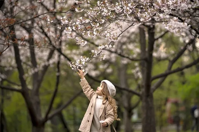 A child reaches up to the branches of blossoming trees at the Japanese Garden in the King Michael I park in Bucharest, Romania, Monday, April 10, 2023. (Photo by Vadim Ghirda/AP Photo)