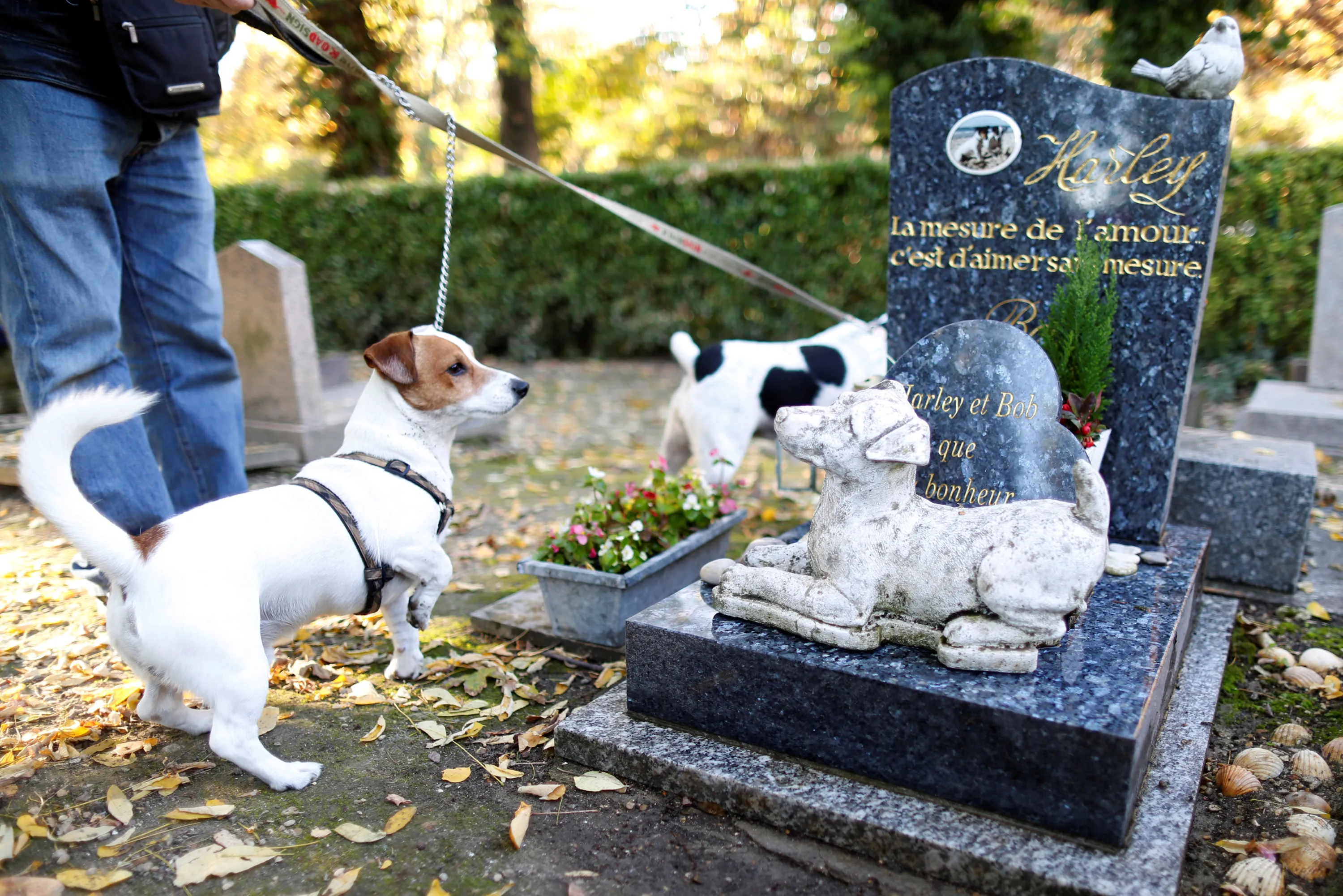 Кладбище домашних животных пес