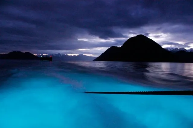 Glowing Bioluminescent Plankton