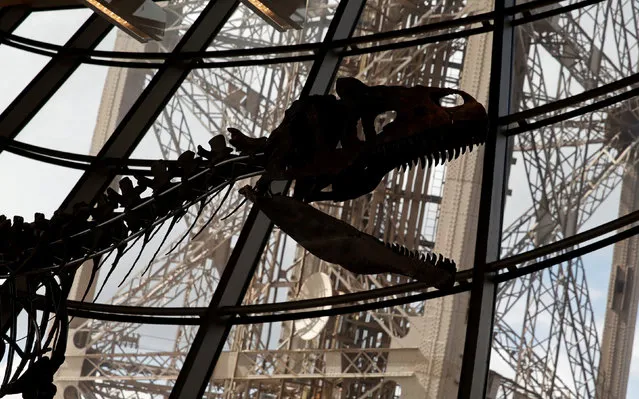 A dinosaur fossil is on display at the Eiffel tower, in Paris, France, June 2, 2018 ahead of its auction on Monday. (Photo by Philippe Wojazer/Reuters)