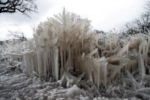 Frozen hedgerow is covered in icicles, as Storm Darcy affects large parts of the country, in Shenley, Hertfordshire, Britain on February 10, 2021. (Photo by Paul Childs/Reuters)