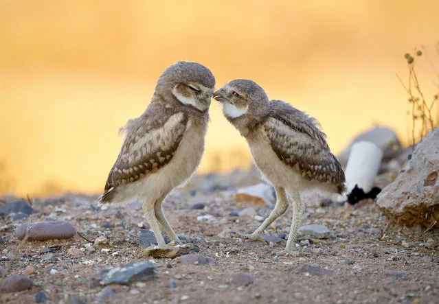 Two young burrowing owls appear to be sharing a secret in Scottsdale, Arizona on June 7, 2023. (Photo by Mark Koster/South West News Service)