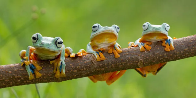 The three black webbed tree frogs. (Photo by Hendy Mp/SOLENT News)