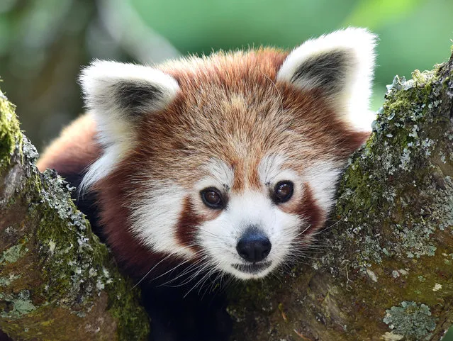 A one year old Red Panda sits in the trees having only recently arrived to a brand new enclosure at the Manor Wildlife Park, St Florence, near Tenby in Wales, July 18, 2018. The Red Panda has been classified as endangered by the IUCN, because its wild population is estimated at less than 10,000 mature individuals and continues to decline due to habitat loss and fragmentation, poaching, and inbreeding depression, although red pandas are protected by national laws in their range countries. (Photo by Rebecca Naden/Reuters)