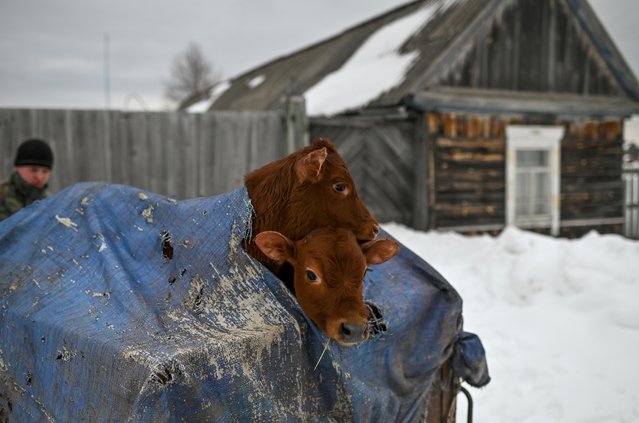 Calves look out as they are transported in a cart in the village of Litkovka, in Omsk region, Russia on March 20, 2021. (Photo by Alexey Malgavko/Reuters)