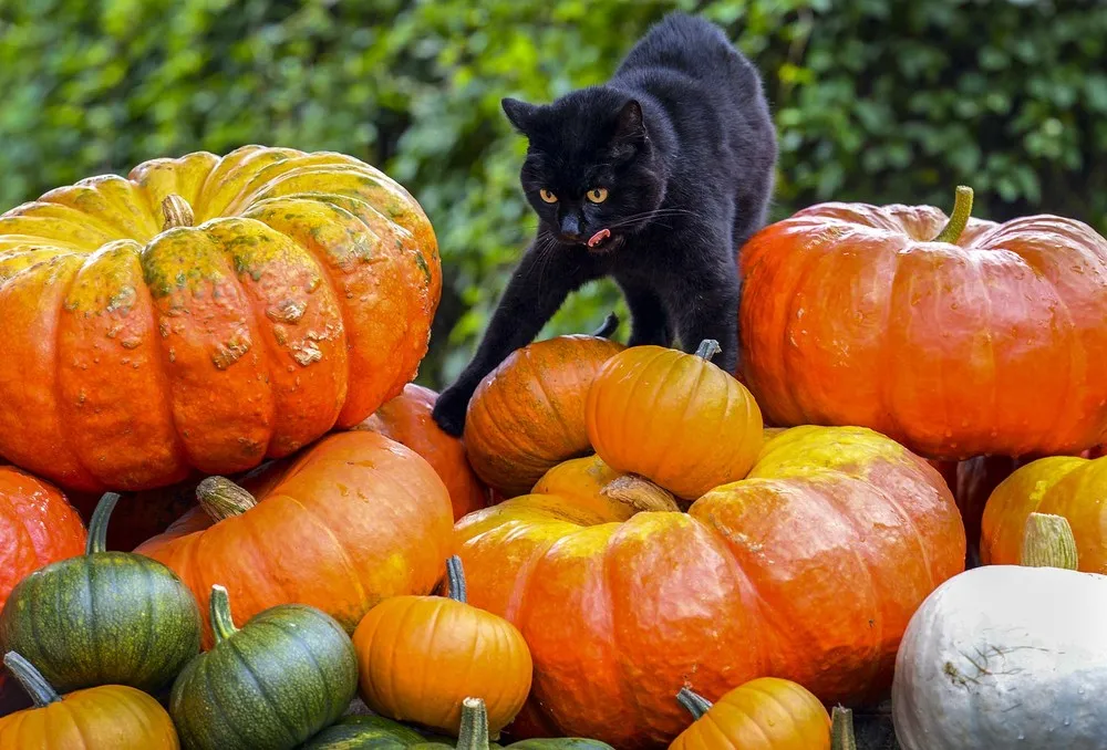 The Week in Pictures: Animals, September 7 – September 14, 2013