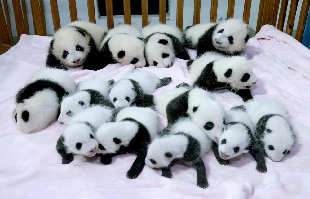 14 Baby Panda Cubs