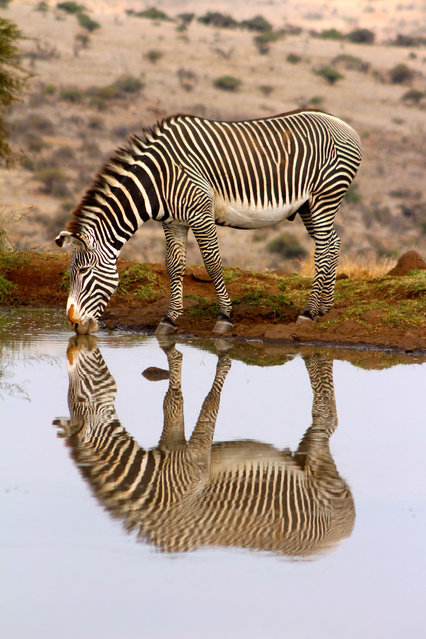 Young Photographer of the Year shortlisted: Stripy reflections by Imogen Smith, age 17. Taken in Lewa Reserve, Kenya. Describe what is pictured? This image shows a zebra having a drink at a watering hole. How does this image fit with the theme of the competition? This image highlights the beautiful striped pattern of the zebra – both the real animal and its reflection. This is a Grevy’s zebra, the most threatened of the three zebra species, characterised by thinner stripes. This photo therefore shows stripes as both a means of camouflage for the animal and a mechanism of identification. (Photo by Imogen Smith/Royal Society of Biology)