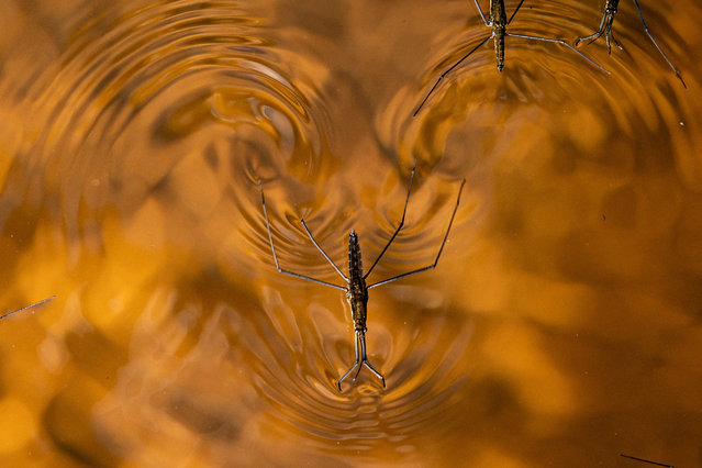 Pond skater insects thrive on the River Aller on National Trust Holnicote Estate, Exmoor, Somerset on Wednesday, September 13, 2023, where the very first attempt at scale to create a more natural, diverse and resilient wetland and landscape in the UK will help tackle impacts of climate change such as flooding and drought. (Photo by Ben Birchall/PA Images via Getty Images)