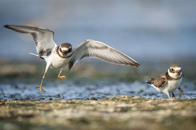 Common ringed plovers, which are notable for their appearance and singing, roam in flocks in small marshes on the shores of the sea and lakes, look for food in Bursa, Turkiye on September 06, 2023. (Photo by Alper Tuydes/Anadolu Agency via Getty Images)
