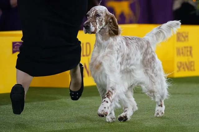 Belle, an English setter, competes in the sporting group at the 146th Westminster Kennel Club Dog Show on Wednesday, June 22, 2022, in Tarrytown, N.Y. Belle won the group. (Photo by Frank Franklin II/AP Photo)