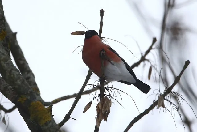 A bullfinch feeds on a tree in the village of Khatenchitsy, Belarus December 14, 2016. (Photo by Vasily Fedosenko/Reuters)
