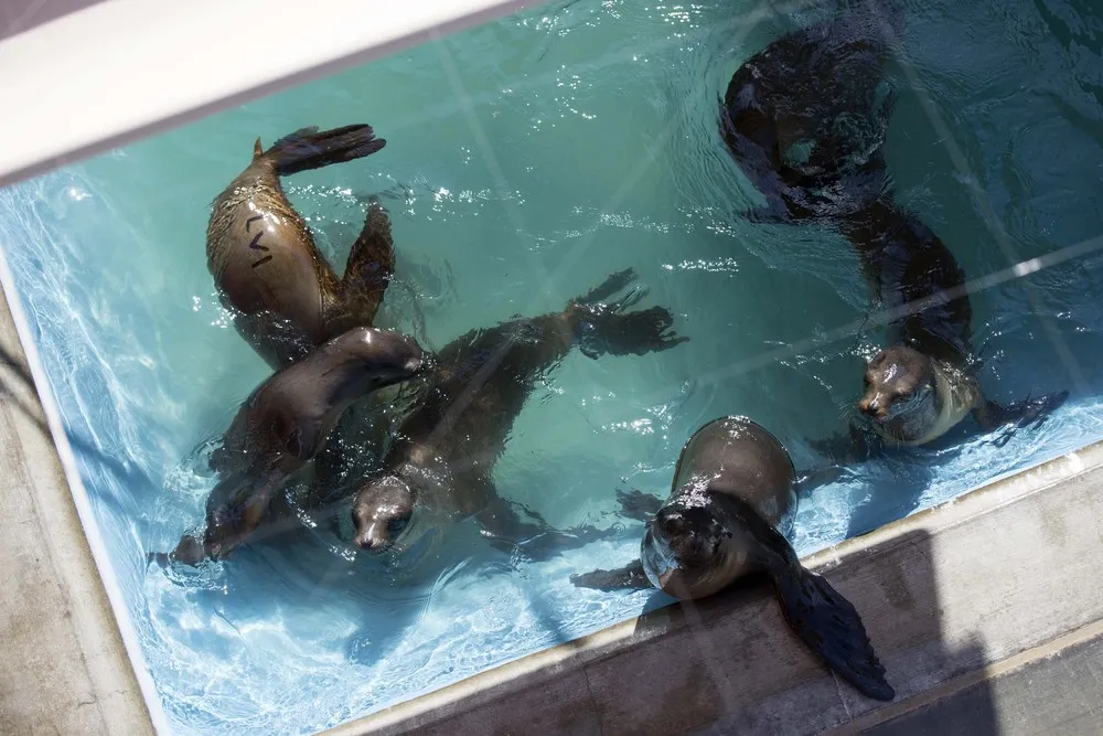 California's Starving Sea Lions