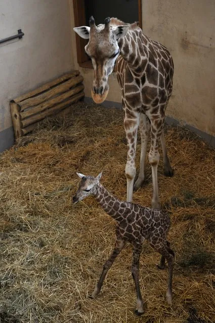 A newborn giraffe baby  stands next to  its mother Sandra in the Savannah House of the Budapest Zoo in Budapest, Hungary, Wednesday, March 25, 2015. The s*x of the calf could not have been determined yet. (Photo by Attila Kovacs/AP Photo/MTI)