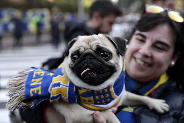 A woman holds a dog wearing a Boca Juniors scarf during a gathering of Boca Juniors supporters outside the team hotel in Madrid Saturday, December 8, 2018. The Copa Libertadores Final between River Plate and Boca Juniors will be played on Dec. 9 in Madrid, Spain, at Real Madrid's stadium. (Photo by Manu Fernandez/AP Photo)