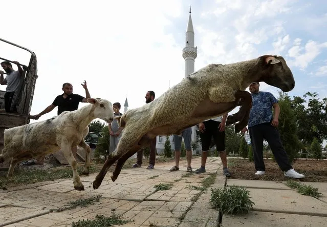 Crimean Tatars prepare to slaughter sacrificial sheep during the Muslim holiday of Eid al-Adha in the town of Saky, Crimea on July 20, 2021. (Photo by Alexey Pavlishak/Reuters)