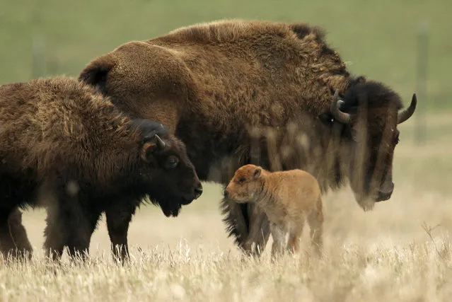 In this Wedndesday, April 8, 2015 photo, a young bison calf stays near its mother, right, at it interacts with another member of the herd at the Nachusa Grasslands Prairie Restoration site near Franklin Grove, Ill. The calf's birth was a surprise. Project director Bill Kleiman says he was giving a tour to friends Monday when one of them spotted the calf. (Photo by Anthony Souffle/AP Photo/Chicago Tribune)