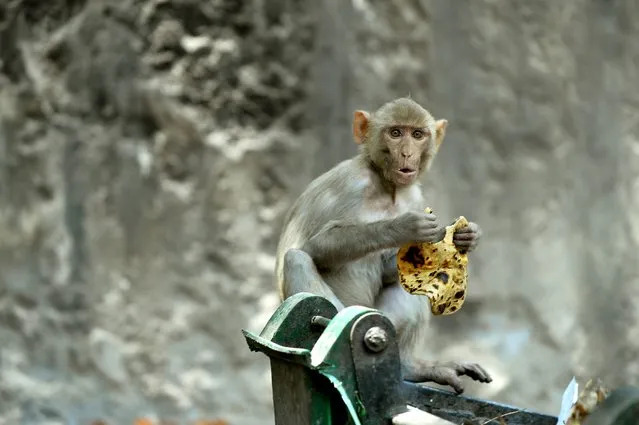 A monkey looks on as it eats a chapati (flat bread) from a garbage bin in New Delhi on April 24, 2015. (Photo by Chandan Khanna/AFP Photo)